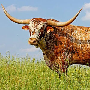 Meet your Posher, Fallon